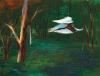 Ibis in Flight c1973