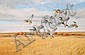Norman "Stubble Feeders". Medium: oil on