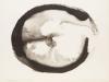 from the series "Embriology", 1978