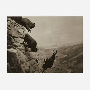Untitled (Buffaloes)