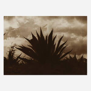 Untitled (Maguey)
