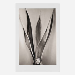 Erica's Flower, New Mexico