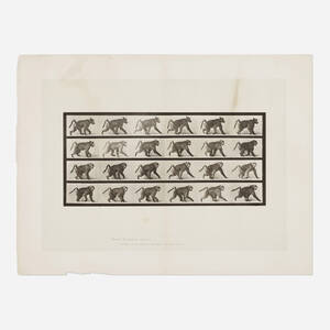 Plate 748 (Baboon Walking on Four Legs) (from the Animal Locomotion series)