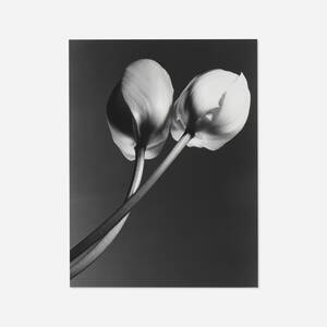 Double Stem Silhouette