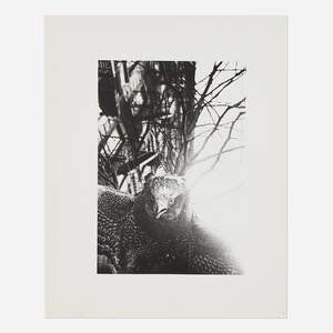 Untitled (bird and trees)