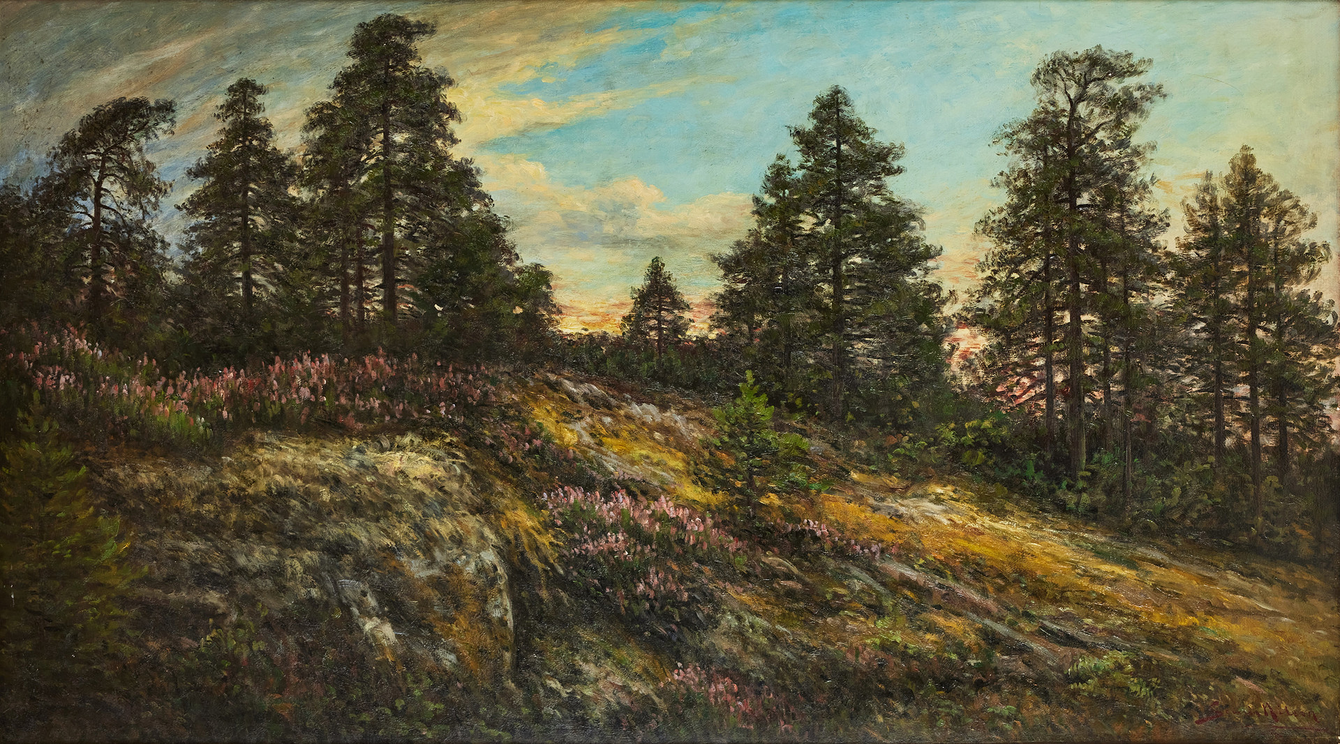 Öppet skogslandskap med ljunghed.