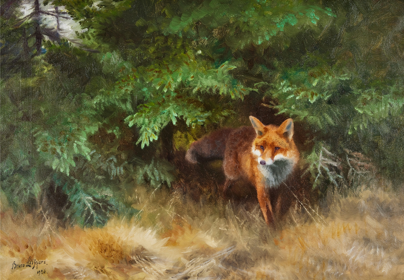 Räv i skogslandskap.