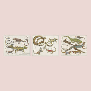 Locupletissimi Rerum Naturalium Thesauri (three works)