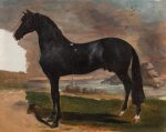 Etalon noir au bord de la mer