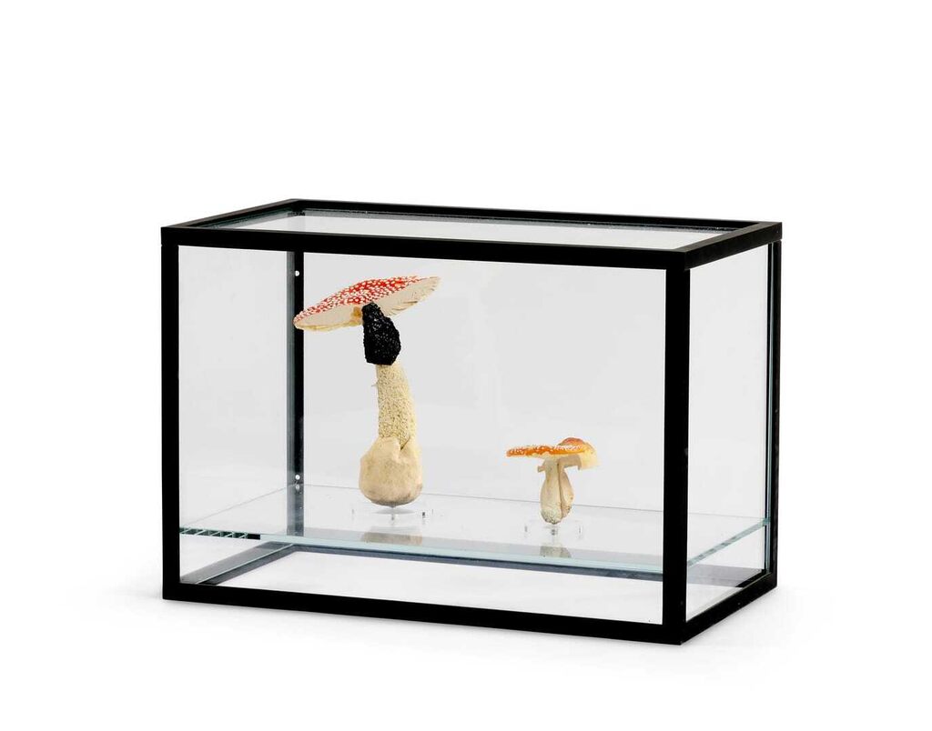 Double mushroom display case (2 double mushrooms)