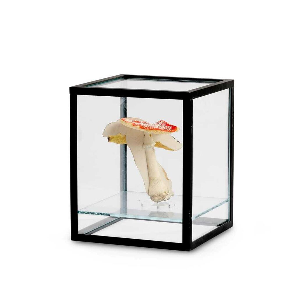 Double mushroom display case (1 double mushroom)