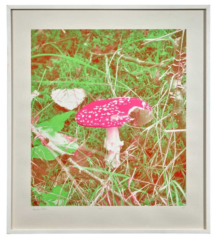 Fluorescent amanita