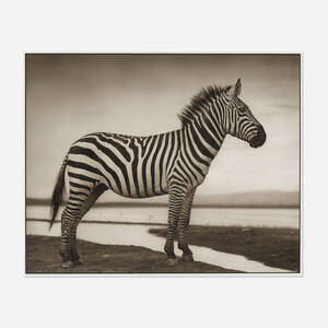 Zebra by Lake (from the Inherit the Dust series)