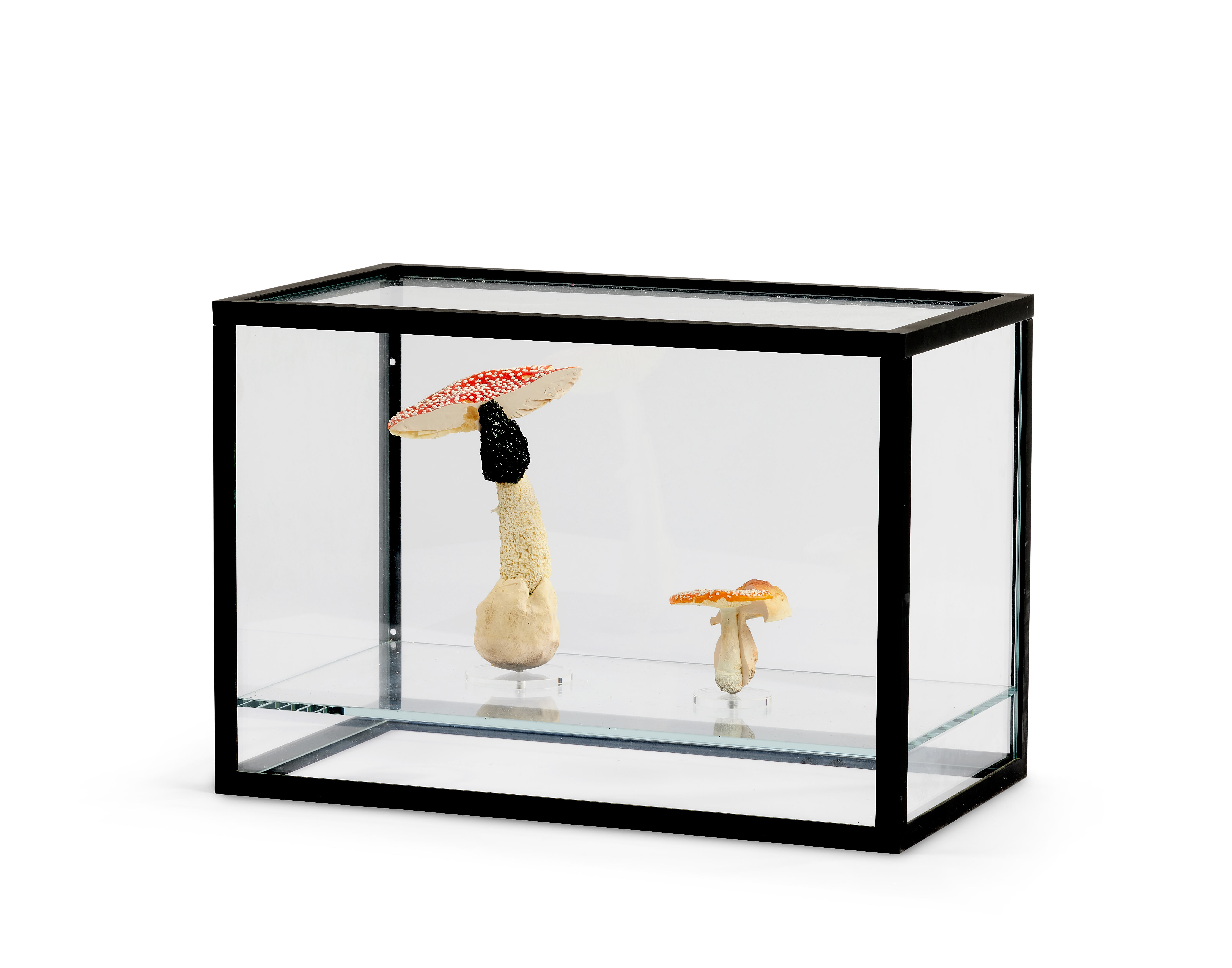 Doppelpilzvitrine (Zweifach) - 2009