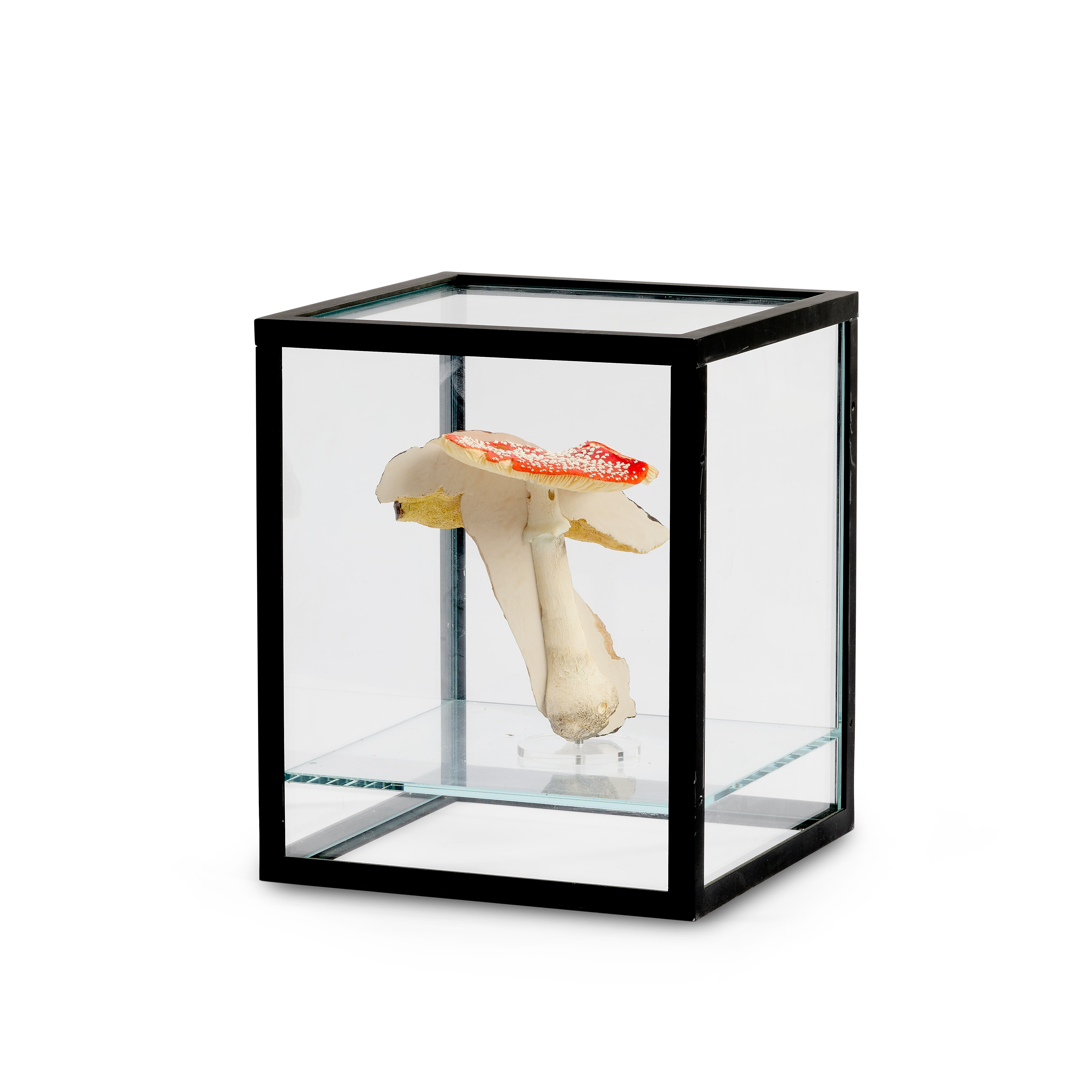 Doppelpilzvitrine (Einfach) - 2009/2010
