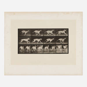 Plate 707 (from the Animal Locomotion series)