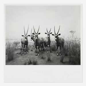 Gemsbok (from the End of Time portfolio)