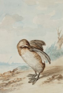 Grèbe castagneux (Tachybaptus ruficollis) sur le rivage