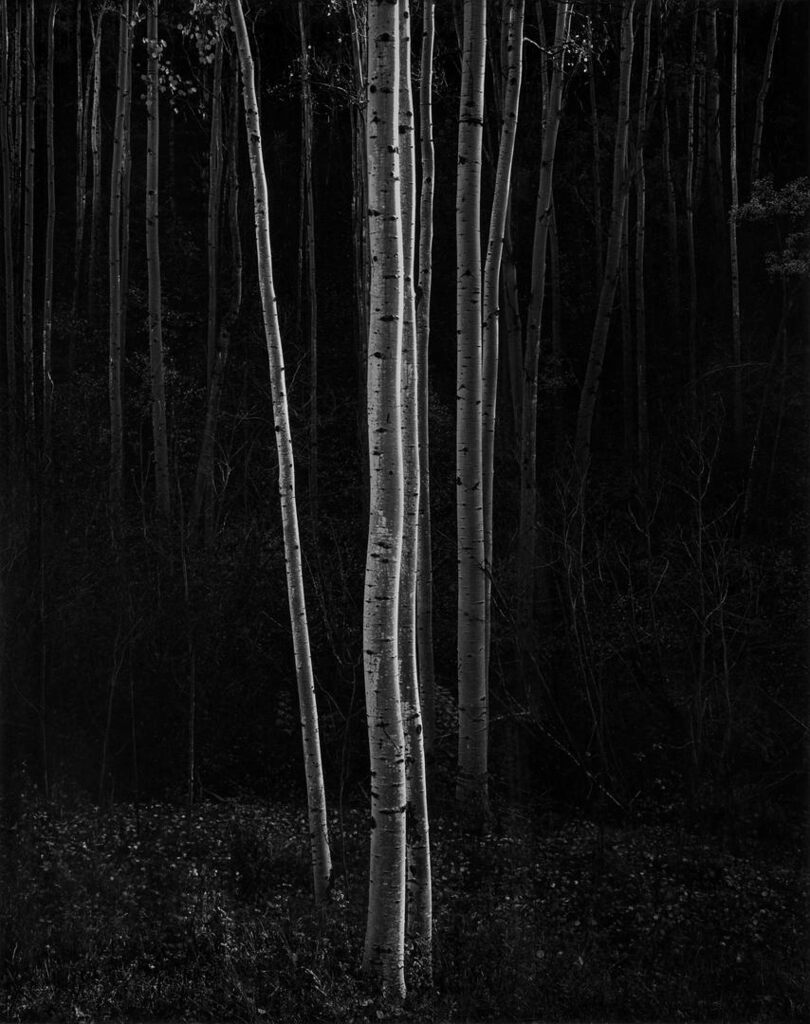 'Aspens, Northern New Mexico' (Vertical), 1958