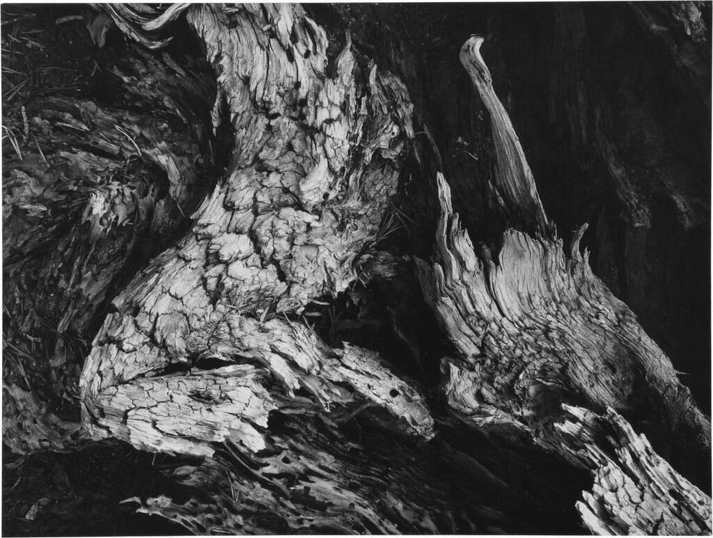 Tree Detail (Birdwing Shape)