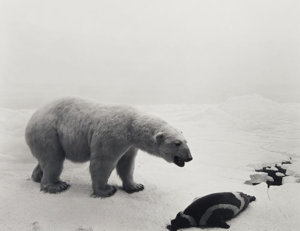 Polar Bear