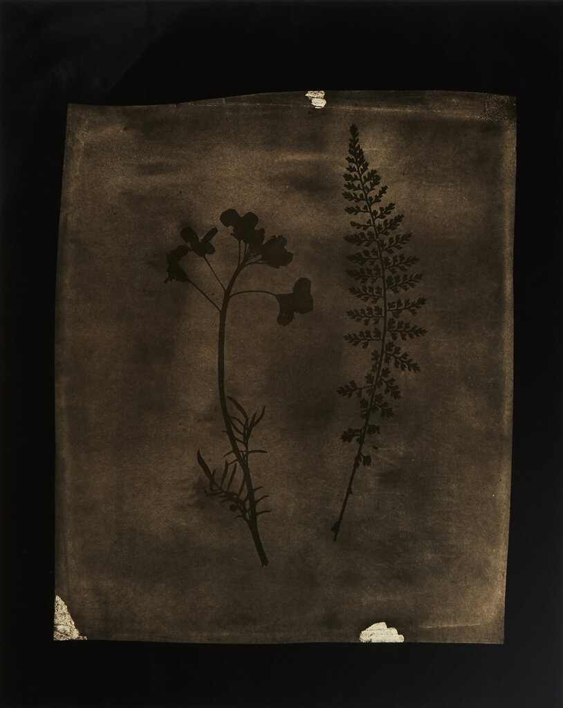 Asplenium Halleri, Grande Chartreuse, 1821 - Cardamine Pratensis, April 1839