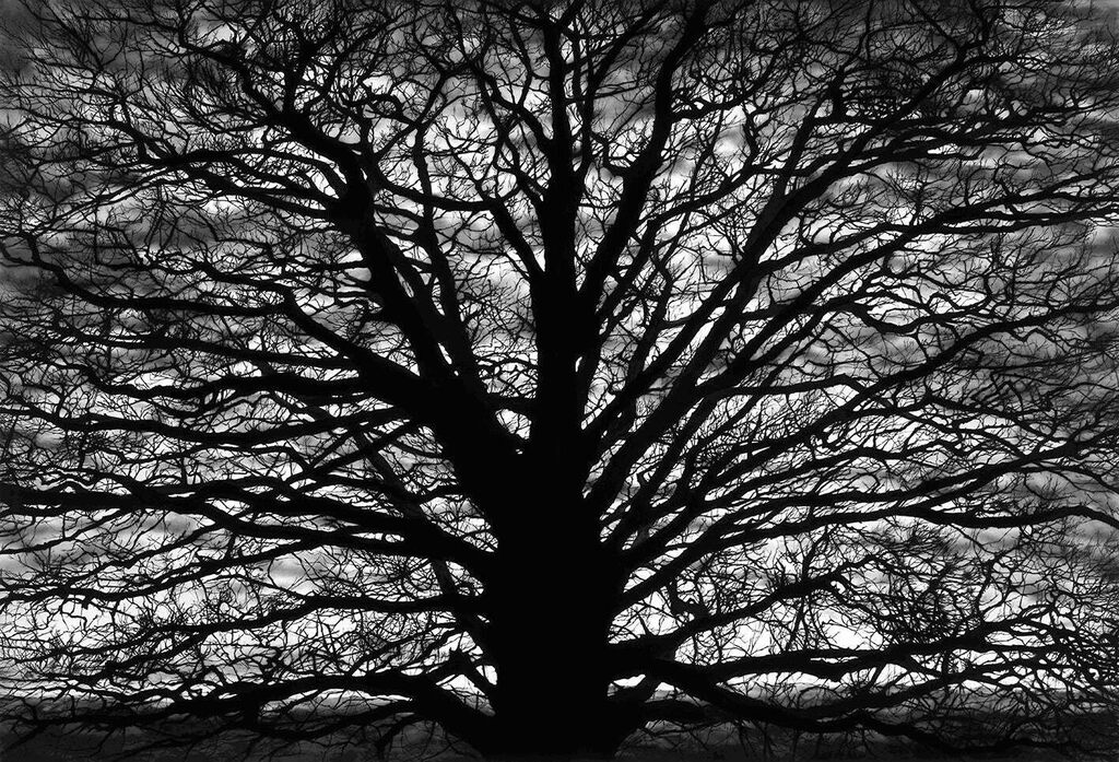 Untitled (Gothic Tree)