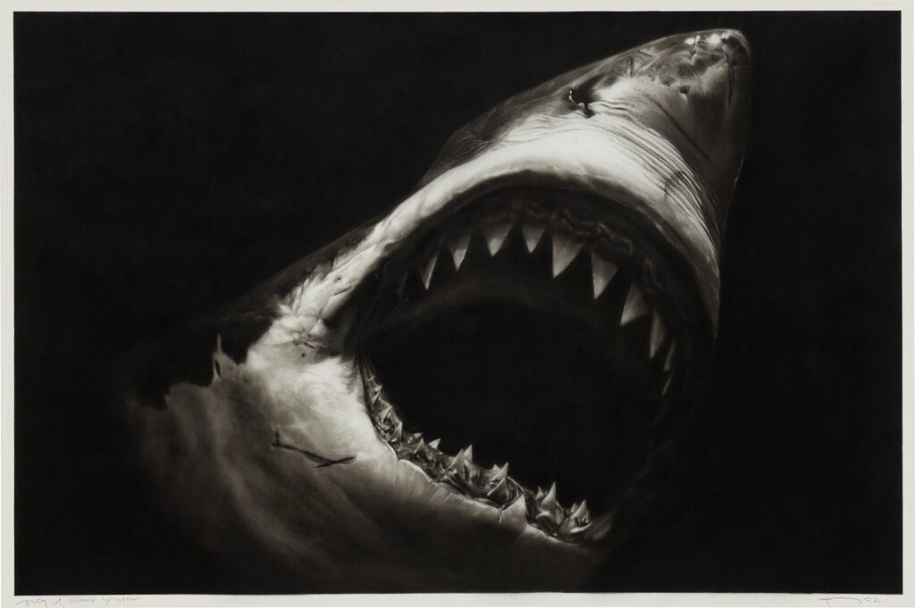 Study of Shark with Scar