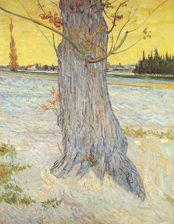 Van Gogh, Le vieil If