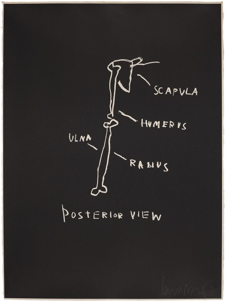 Posterior View, from Anatomy