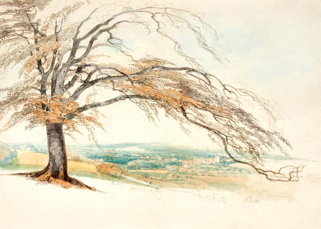 Study of a Beech Tree