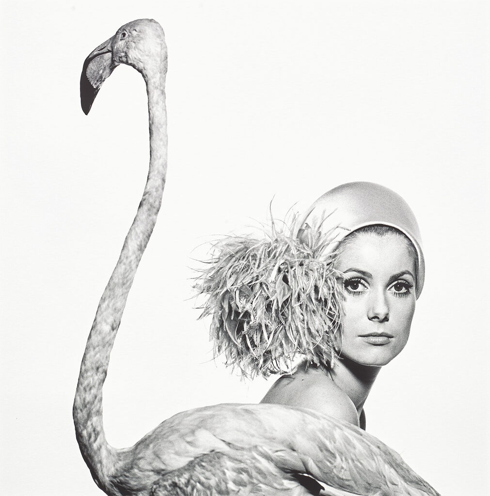 Catherine Deneuve, Flamingo