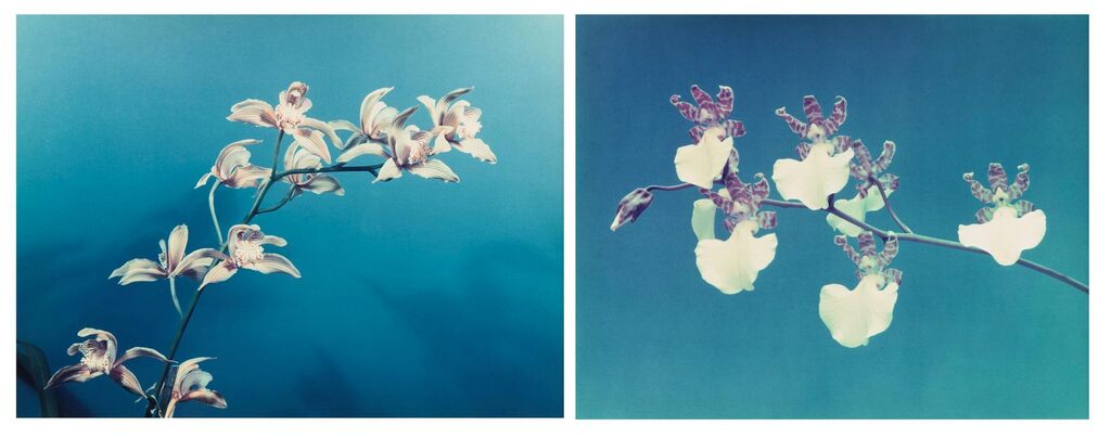 Gottscho-Schleisner Orchids: 3-4
