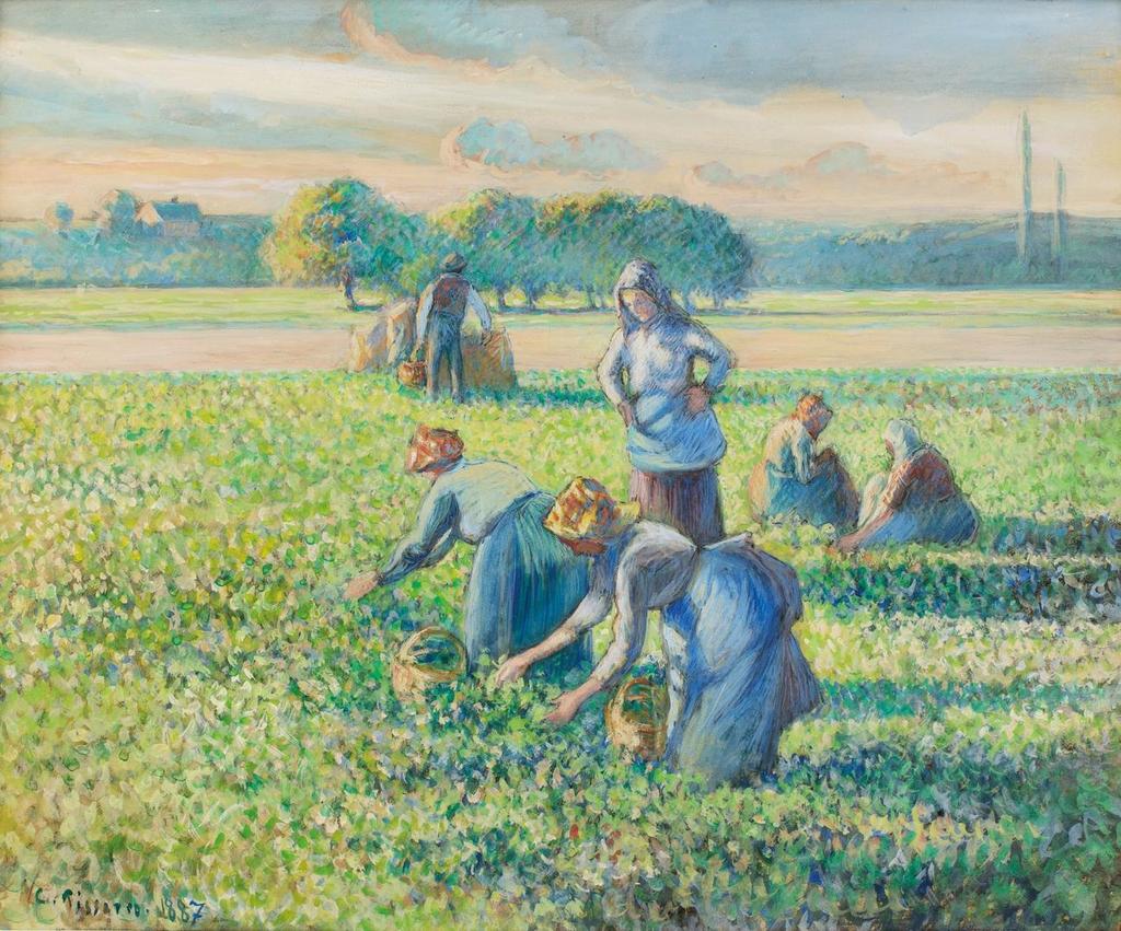 La Récolte des pois
