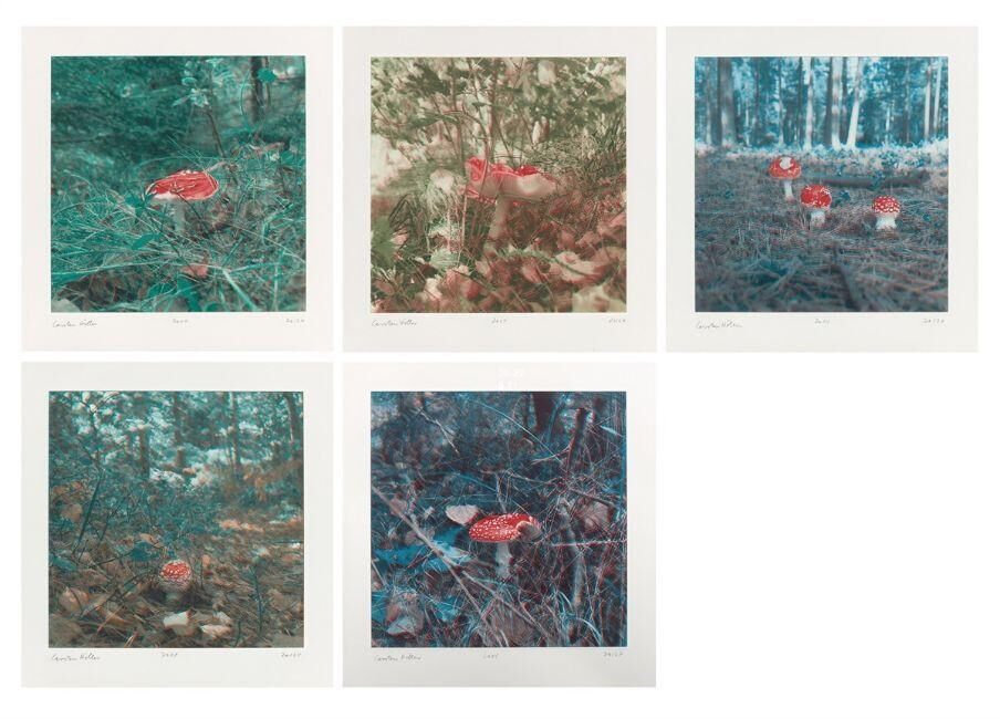 ”Mushrooms”