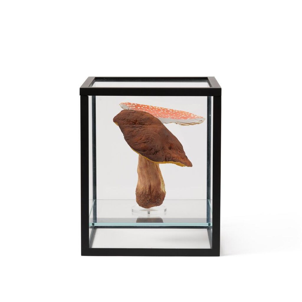 Double-mushroom showcase (1 double-mushroom)