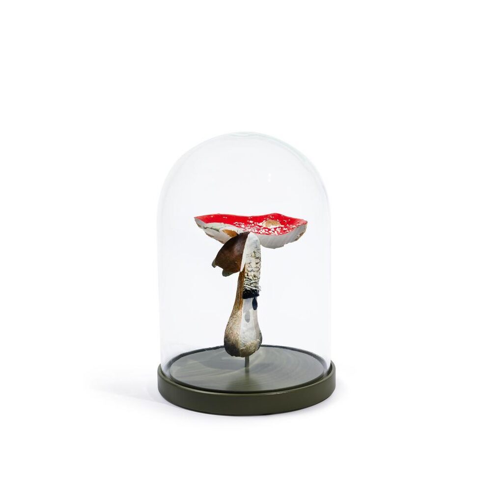 Multiple Mushroom Dome (Amanita muscaria Coprinus comatus/Boletus edulis/Pleurotus ostreatus)
