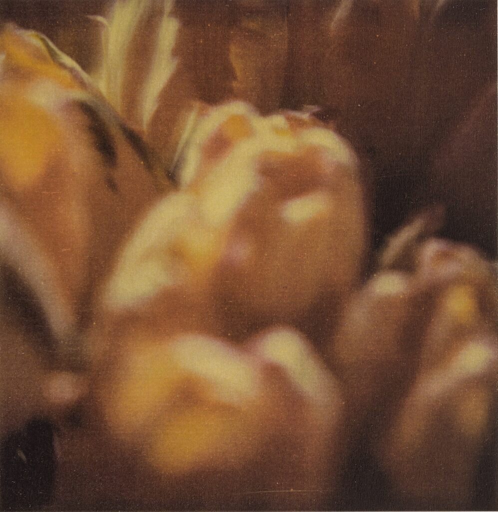Tulips (VIII)