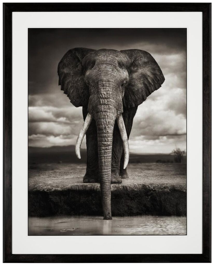 Elephant Drinking, Amboseli