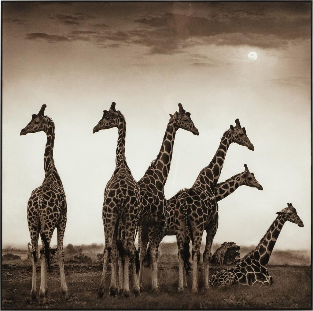 Giraffe Fan, Aberdares
