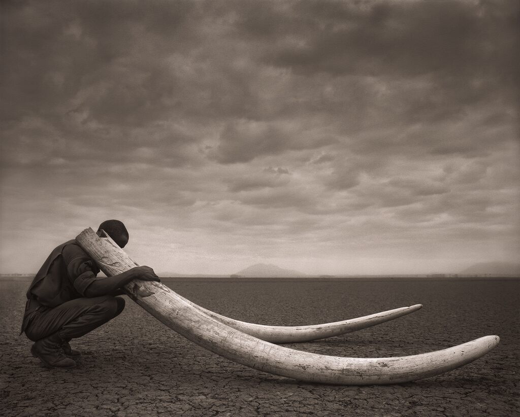 Ranger With Tusks of Killed Elephant