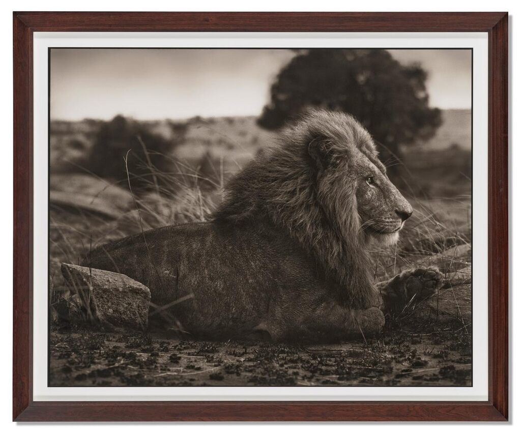 Lion on Burned Ground, Serengeti