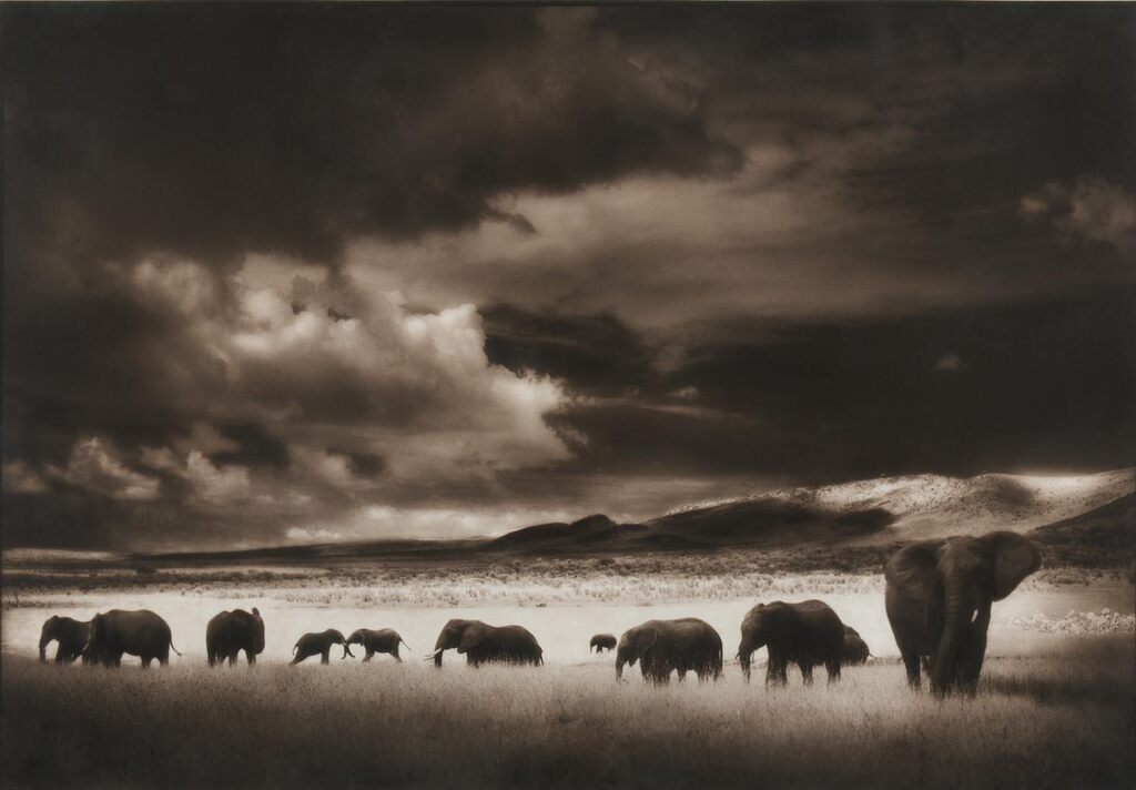 Elephant Herd, Serengeti