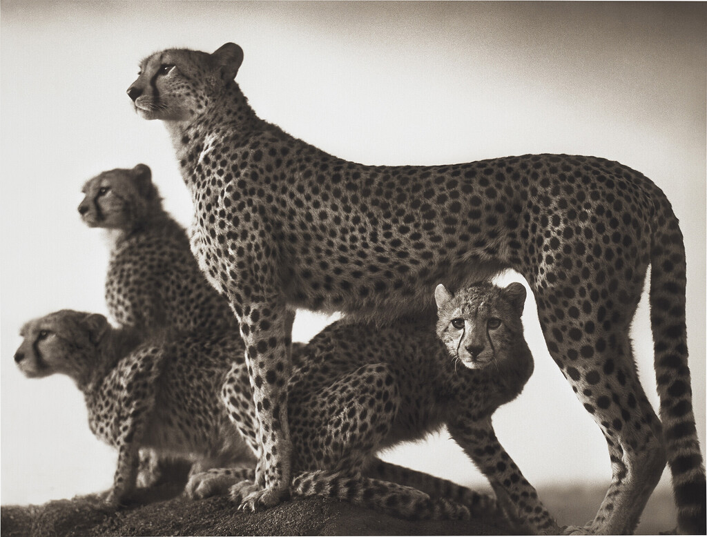 Cheetah and Cubs, Maasai Mara