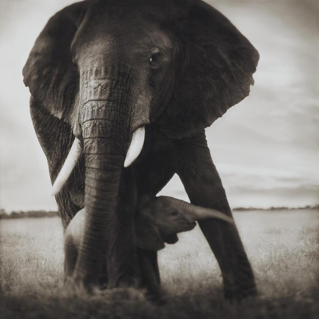 Elephant Mother with Baby Holding Leg, Serengeti