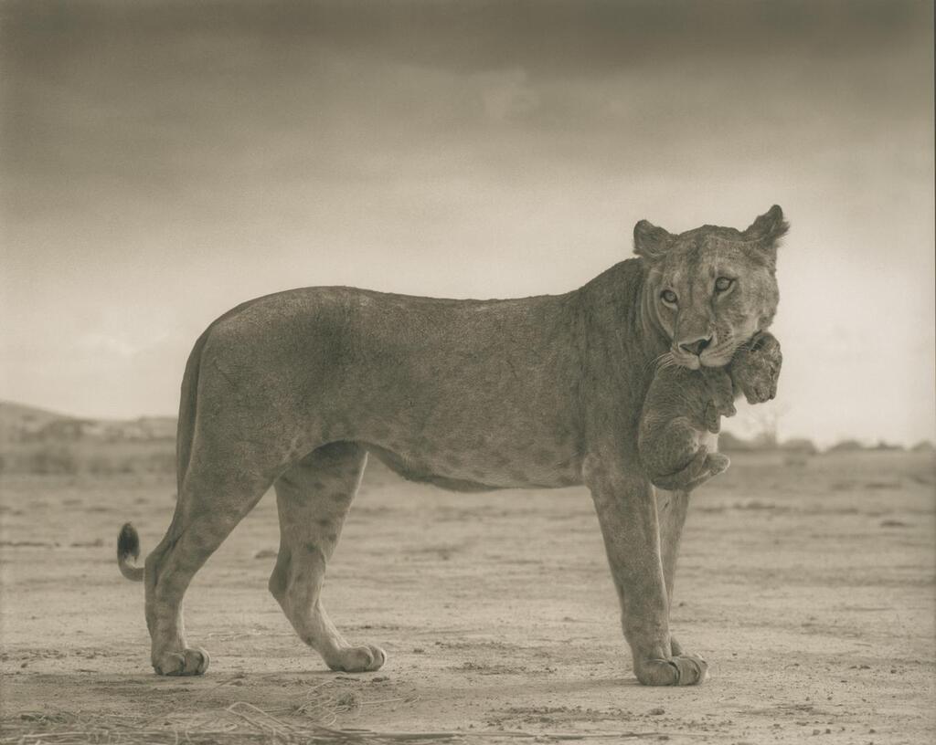 Lioness with Cub in Mouth, Amboseli