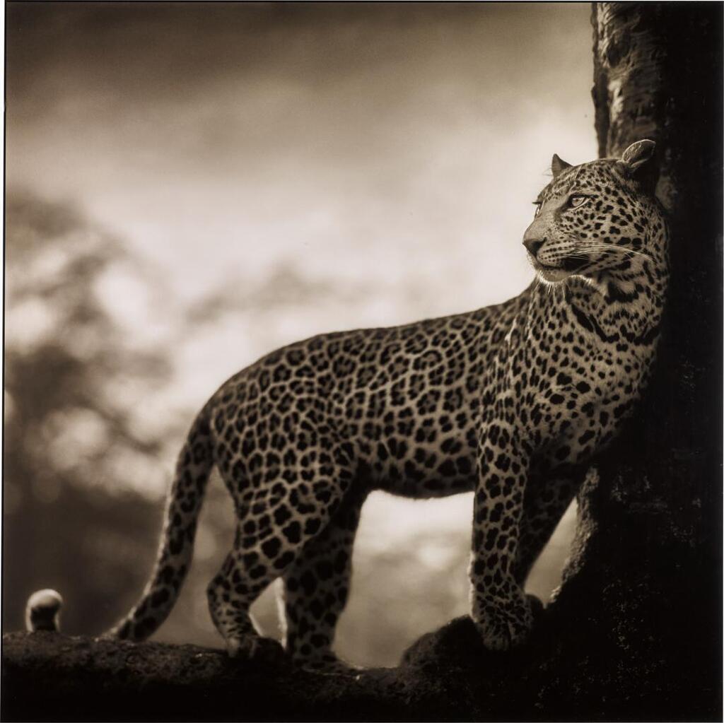 'Leopard in Crook of Tree', Nakuru