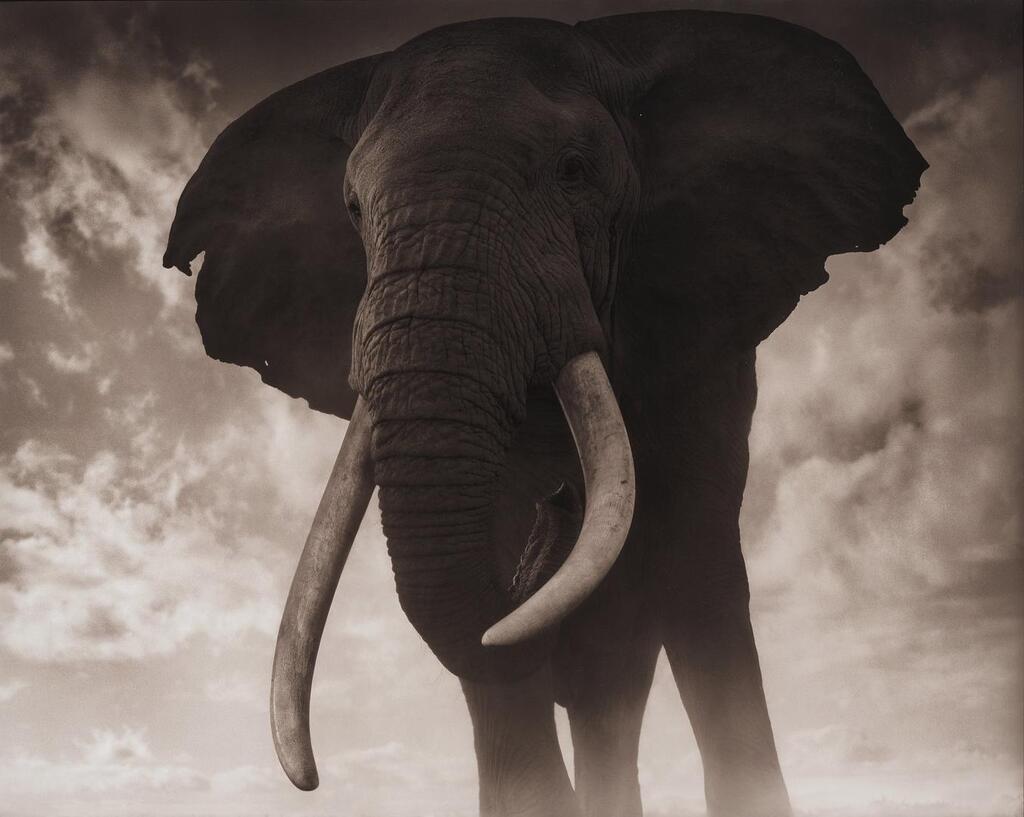 "Elephant Against Sky, Amboseli "
