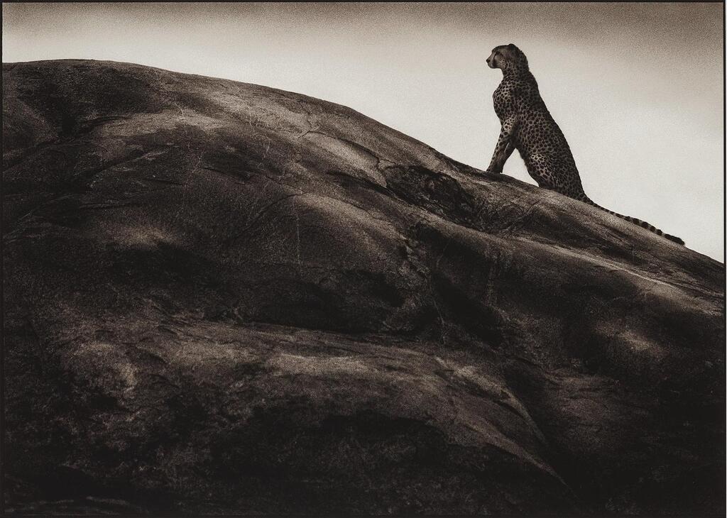 "Cheetah on Rock, Serengeti