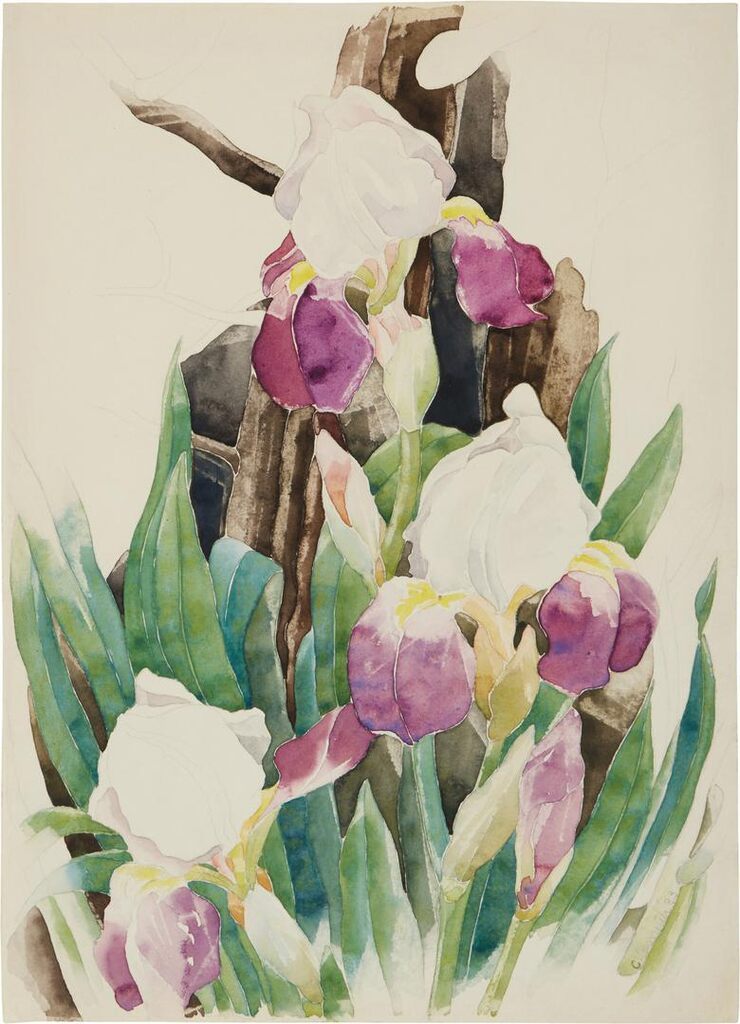 Iris
